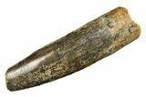 Fossil Sauropod Dinosaur (Titanosaur) Tooth - Morocco #297413-1